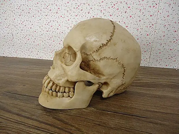 Bezmaksas Piegāde!! Mākslīgās Cilvēka Galvaskausa Modeli, Sveķu Skelets Vadītāja Manekena Karstā Pārdošanas Attēls 1