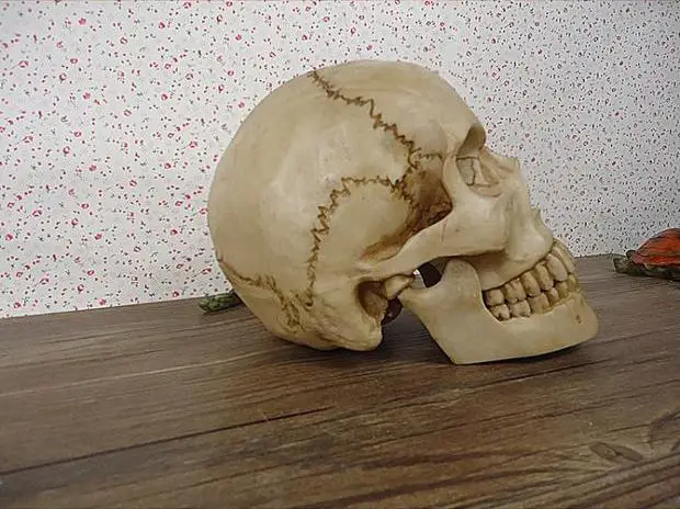Bezmaksas Piegāde!! Mākslīgās Cilvēka Galvaskausa Modeli, Sveķu Skelets Vadītāja Manekena Karstā Pārdošanas Attēls 2