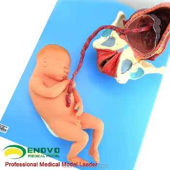 Chinon zīdaiņu sirds atdzīvināšana simulators jaundzimušo reanimāciju avārijas modelis medicīnas students medicīnas zinātnes avoti pirkt \ veikals ~ www.xenydancestudio.lv 11