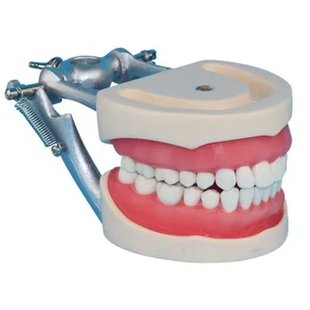 Zobu protezēšana modelis Zobu Sagatavoti zobu Dentition bezmaksas piegāde