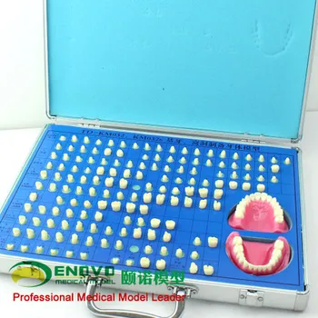 Zobu protezēšana modelis zobu sagatavoti zobu dentition bezmaksas piegāde pirkt \ veikals ~ www.xenydancestudio.lv 11