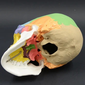 Dzīves Izmēra Krāsains Cilvēka Galvaskausa Modeli, Anatomijas Anatomijas Mācību Skeletu Galvas Studē Mācību Materiāli